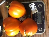 Tomate cornue orange (plant)