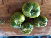 Tomate evergreen (plant)