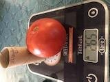 Tomate grosse rouge (plant)