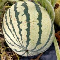 Pastèque à chair jaune (plant)