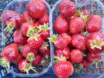 🌞fraises bio🍓