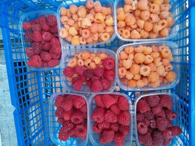 Framboises roses et jaunes mélangées