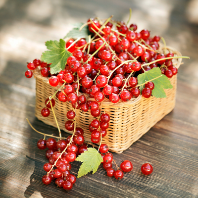 Groseilles rouges ou rosées