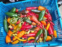 Piments frais forts