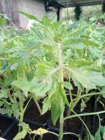 Plant de tomate ancienne