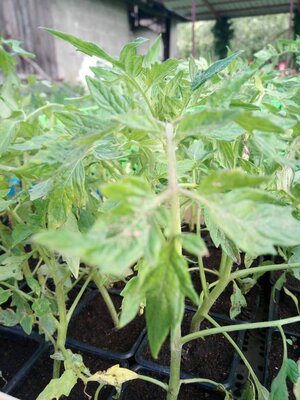 Plant de tomate ancienne