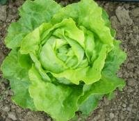 Salade frisée