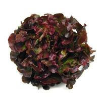 Salade feuille de chêne rouge