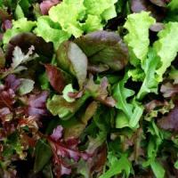 Mesclun de laitues