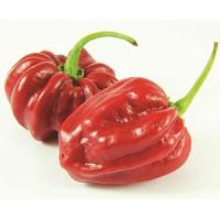 Plant piment - habanero tropical red-force10