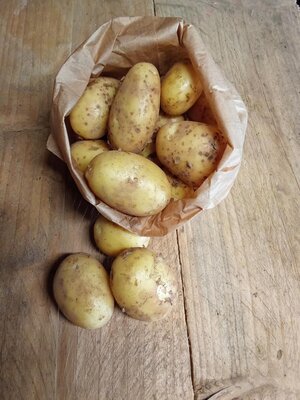 Pomme de terre primeur 'maïwen' et 'ruby'