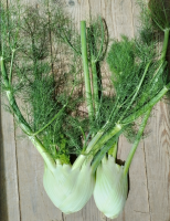 🥬 fenouil bio - 500g
