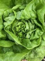 🥗 1 salade batavia bio