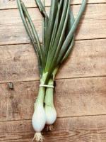 🥬 ciboule bio en botte