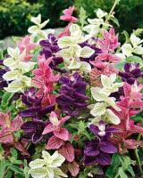 Plant de sauge hormin marble mix