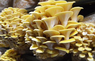 Pleurotes jaunes