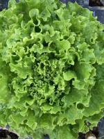 🥗 1 salade feuilles de chêne verte bio