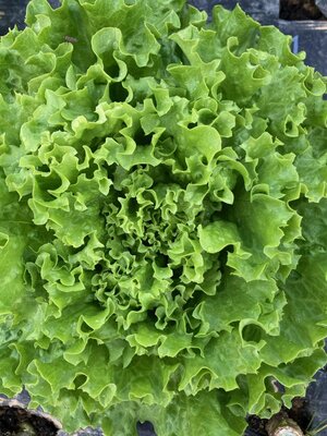 🥗 1 salade feuilles de chêne verte bio