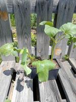 Haricot d'espagne 'orteil de prêcheur'