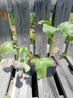 Haricot d'espagne 'orteil de prêcheur'