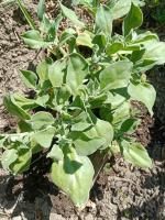 Ficoïde glaciale 1l