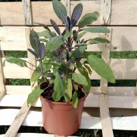 Sauge officinale pourpre 1l
