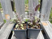 Sauge officinale tricolore 0.5l