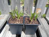 Souchet comestible 8 cm