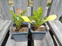 Poirée (perpetual spinach everglade) - 8 cm