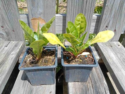 Poirée (perpetual spinach everglade) - 8 cm
