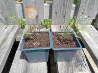 Fenouil bronze et vert - godet 8 cm