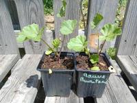 Mauve de mauritanie 0.5l