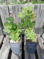 Groseiller à grappe - gloire des sablons 1.5l