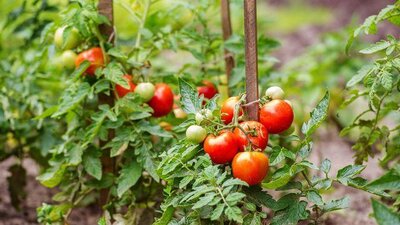 Kit - 10 tomates rouges - bio