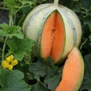 Plant melon - védrantais