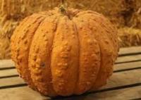 Plant courge - galeuse du maroc