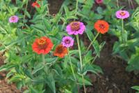 Plant zinnia à petites fleurs