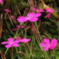 Plant œillet à delta