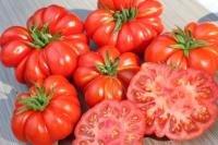 Plant tomate costuluto genevese