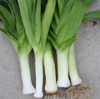 Plants de poireaux d'été jaune du poitou