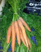 Carotte botte