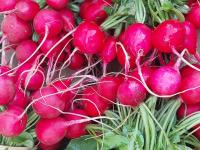 Botte de radis ronds