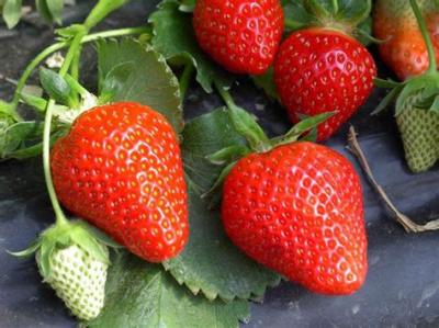 Fraises