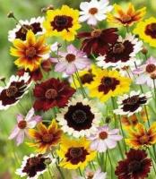 Plant de coreopsis