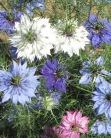 Plant de nigelle