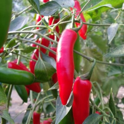 Piment 'serrano'