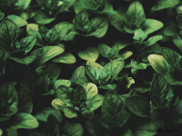 Basilic 'perpétuel'