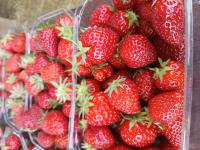 Fraises bio