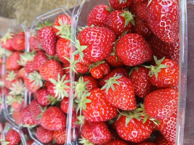 Fraises bio