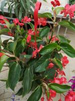 Suspension bégonia dragon rouge